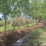 فروش زمین 5هکتاری در کیشستان