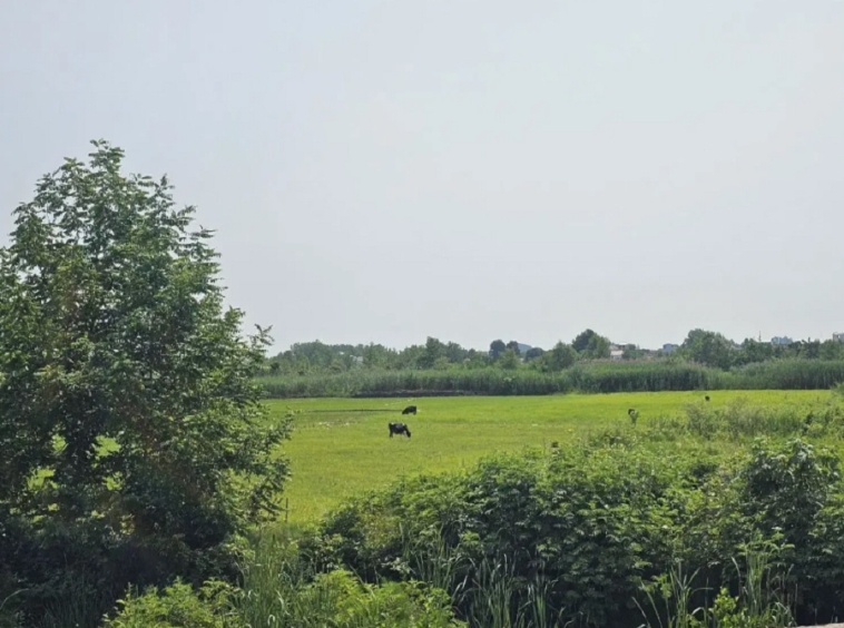 اجاره ویلا رشت